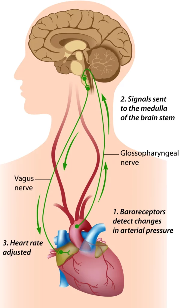 Baroreceptor Reflex