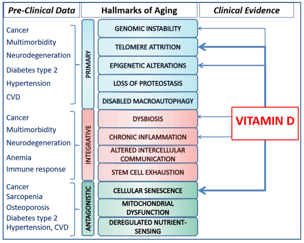 Bild från studien Targeting the Hallmarks of Aging with Vitamin D: Starting to Decode the Myth
