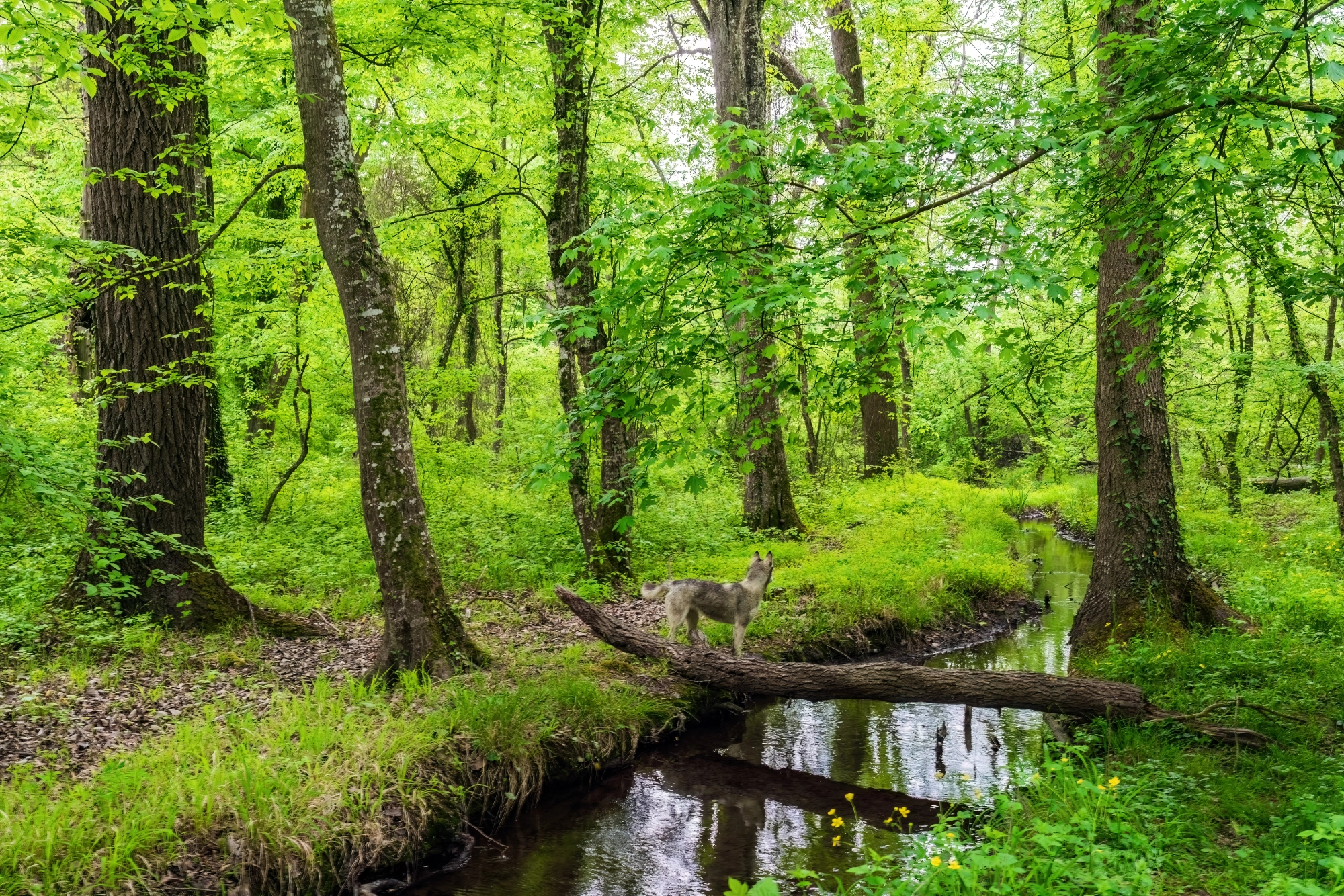 Skog och bäck